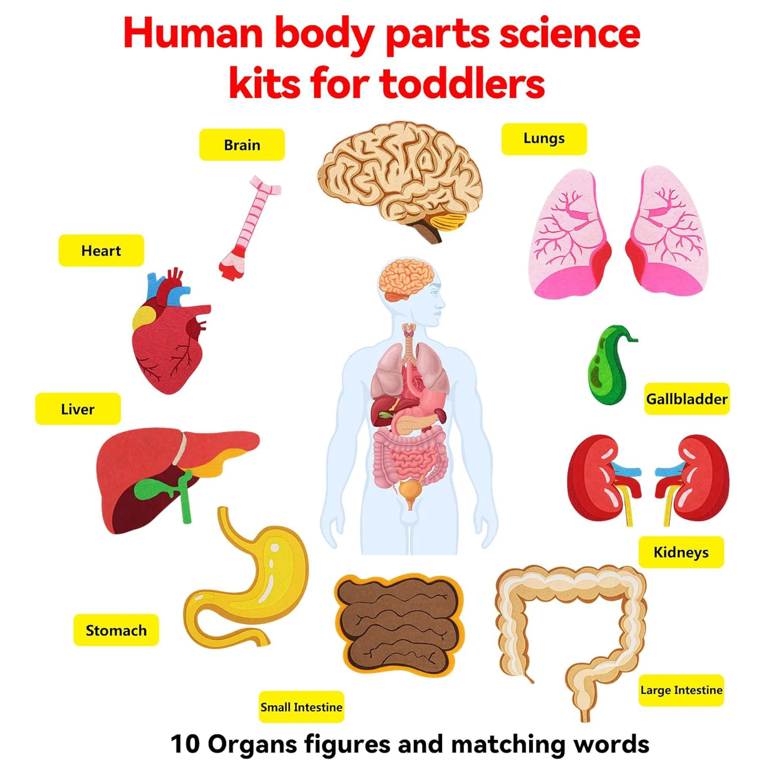 Human Body Parts Felt Board St - đánh giá và giá Kids Education Activities